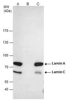 Lamin A + C Antibody - BSA Free