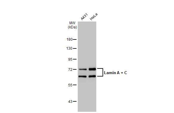 Lamin A + C Antibody - BSA Free