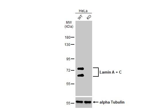 Lamin A + C Antibody - BSA Free