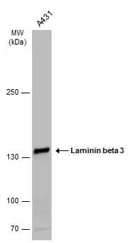 Laminin beta 3 Antibody