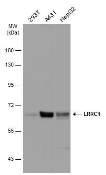 Lano Antibody