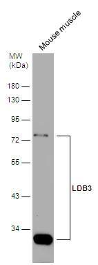 LDB3 Antibody
