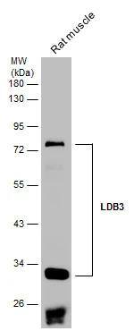 LDB3 Antibody