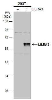 ILT6/CD85e/LILRA3 Antibody