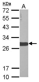LIN-28A Antibody