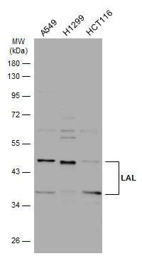 Lipase A Antibody - BSA Free
