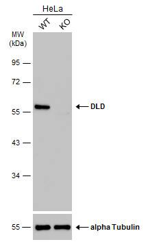 Dihydrolipoamide Dehydrogenase/DLD Antibody