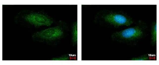 LRG1 Antibody - BSA Free