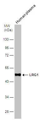 LRG1 Antibody - BSA Free