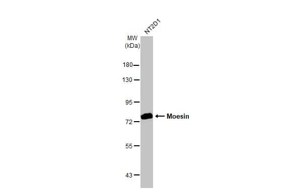 Moesin Antibody