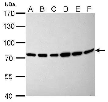 Moesin Antibody