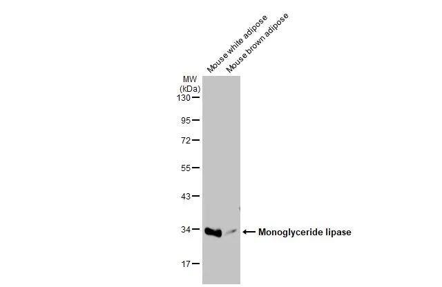 Monoglyceride Lipase Antibody