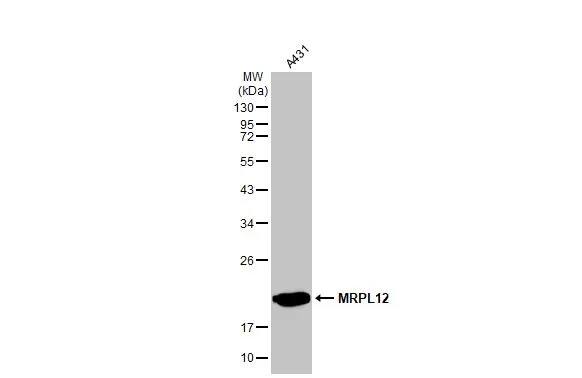 MRPL12 Antibody