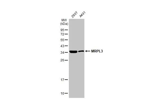 MRPL3 Antibody