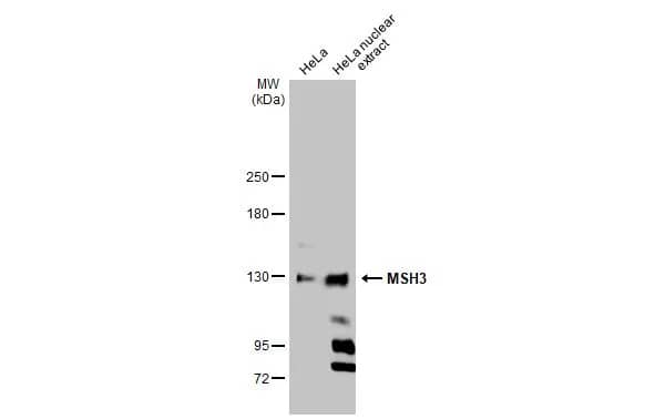 MSH3 Antibody