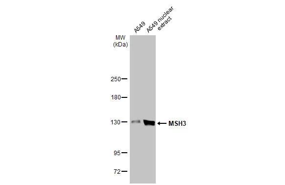 MSH3 Antibody - BSA Free