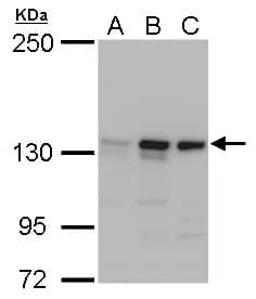 MSH3 Antibody