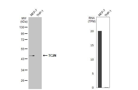 MTAC2D1 Antibody