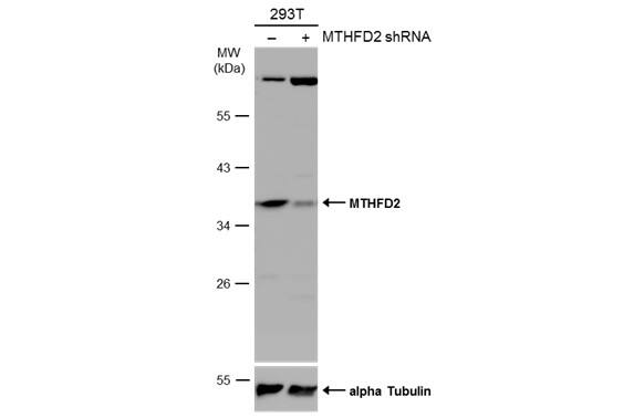 MTHFD2 Antibody
