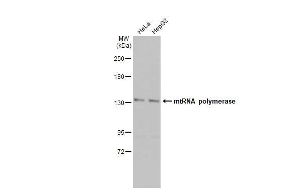mtRNA polymerase Antibody