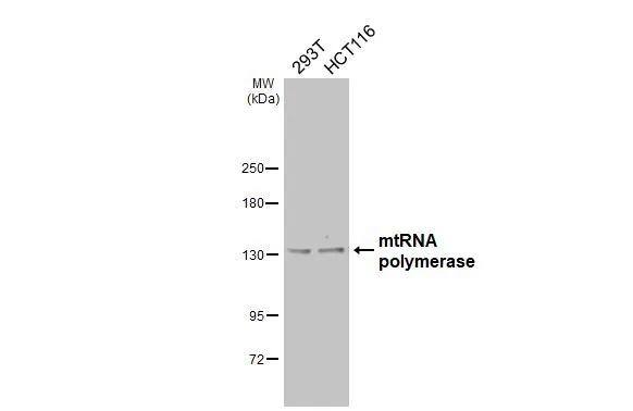 mtRNA polymerase Antibody