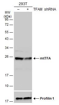 mtTFA Antibody