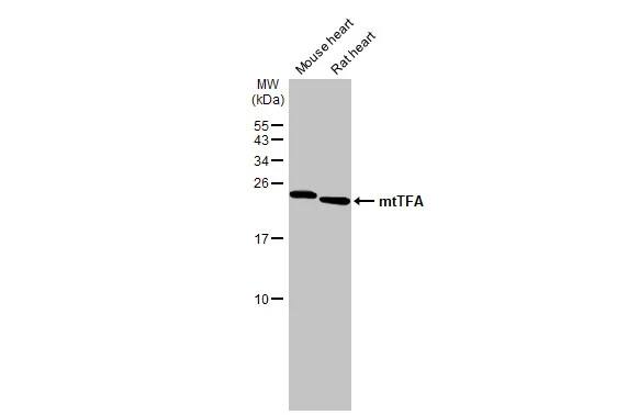 mtTFA Antibody