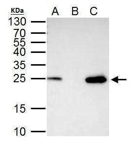 mtTFA Antibody - BSA Free