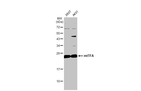 mtTFA Antibody