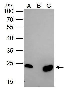 mtTFA Antibody