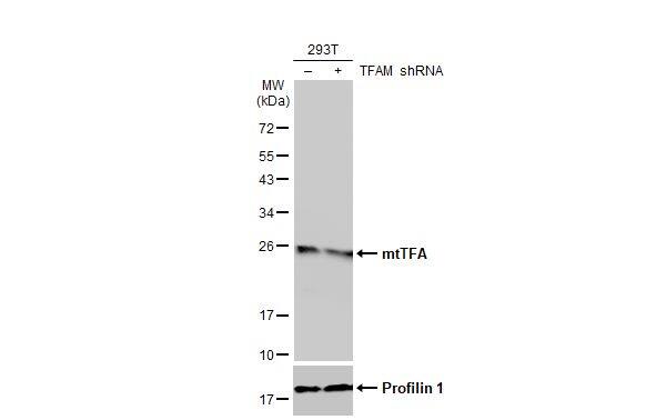 mtTFA Antibody