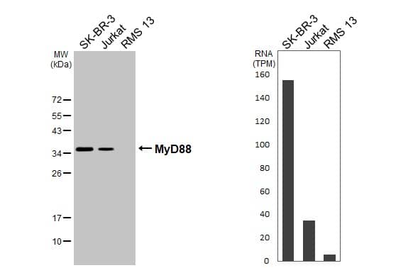 MyD88 Antibody - BSA Free