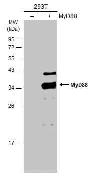 MyD88 Antibody - BSA Free