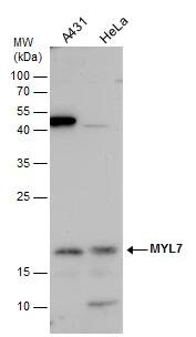 MYL7 Antibody