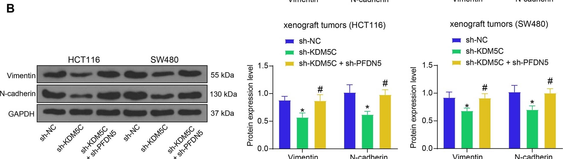 N-Cadherin Antibody