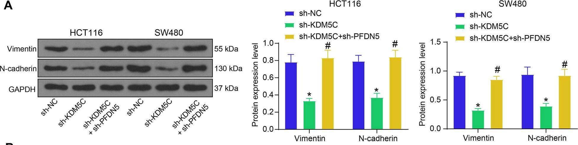 N-Cadherin Antibody