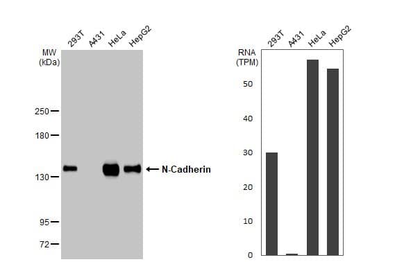 N-Cadherin Antibody