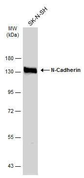 N-Cadherin Antibody