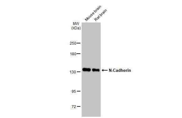N-Cadherin Antibody