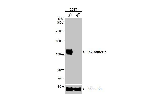 N-Cadherin Antibody