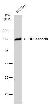 N-Cadherin Antibody