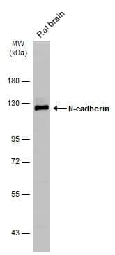 N-Cadherin Antibody