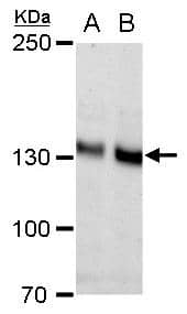 N-Cadherin Antibody