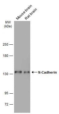 N-Cadherin Antibody
