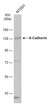 N-Cadherin Antibody