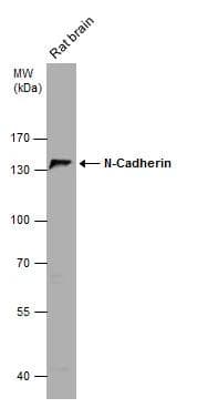 N-Cadherin Antibody - BSA Free