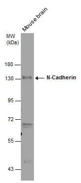 N-Cadherin Antibody - BSA Free