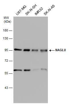 alpha-N-acetylglucosaminidase/NAGLU Antibody - BSA Free