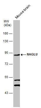 alpha-N-acetylglucosaminidase/NAGLU Antibody - BSA Free