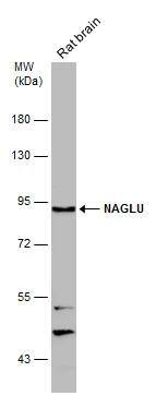 alpha-N-acetylglucosaminidase/NAGLU Antibody - BSA Free